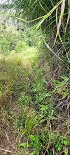 Plants: image 25 Of 208 Thumb
